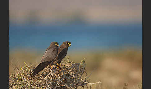 Schieferfalke (Falco concolor)