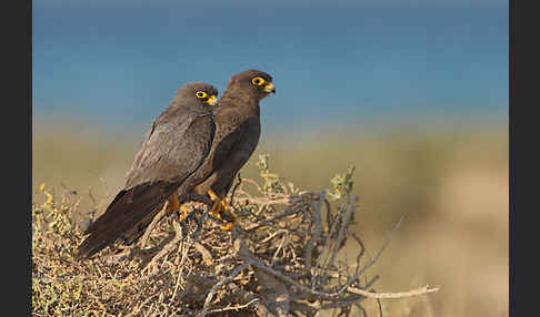 Schieferfalke (Falco concolor)