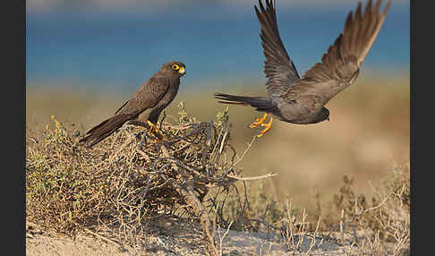 Schieferfalke (Falco concolor)