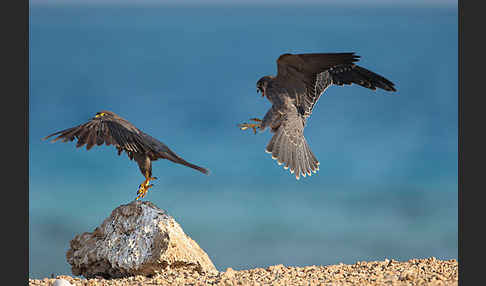 Schieferfalke (Falco concolor)