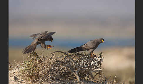 Schieferfalke (Falco concolor)