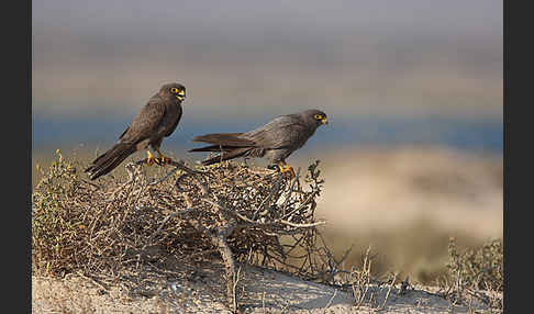 Schieferfalke (Falco concolor)