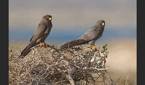 Schieferfalke (Falco concolor)