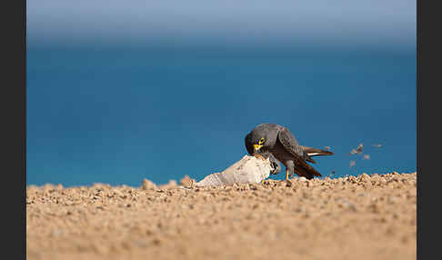 Schieferfalke (Falco concolor)