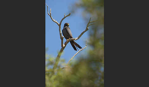 Schieferfalke (Falco concolor)