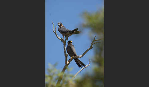 Schieferfalke (Falco concolor)