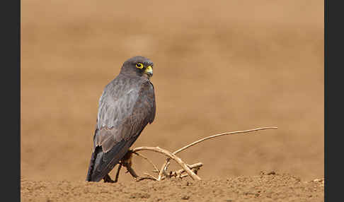 Schieferfalke (Falco concolor)