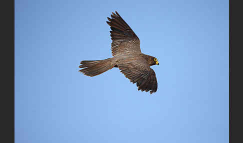 Schieferfalke (Falco concolor)