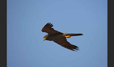 Schieferfalke (Falco concolor)