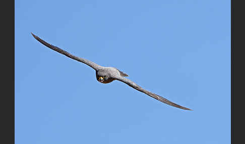 Schieferfalke (Falco concolor)