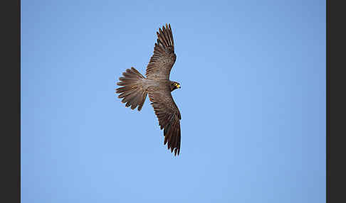 Schieferfalke (Falco concolor)