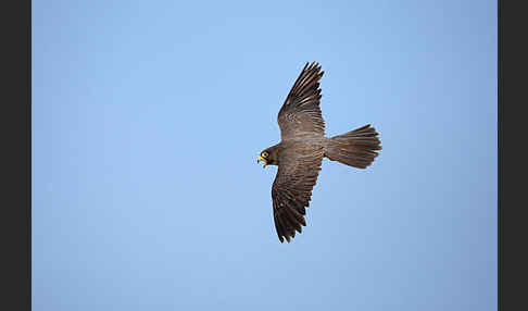 Schieferfalke (Falco concolor)