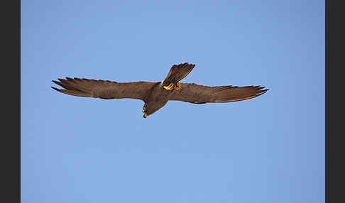 Schieferfalke (Falco concolor)