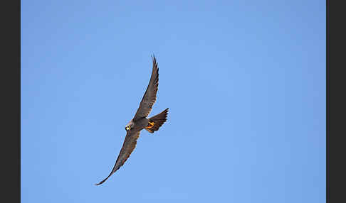 Schieferfalke (Falco concolor)