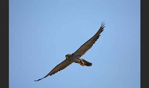 Schieferfalke (Falco concolor)