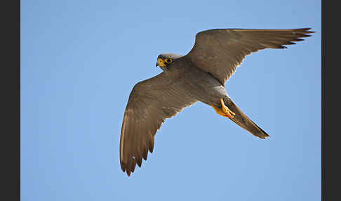 Schieferfalke (Falco concolor)