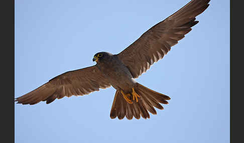 Schieferfalke (Falco concolor)