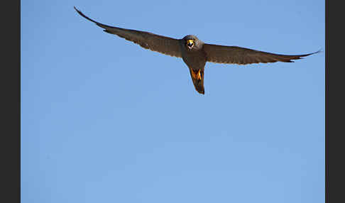 Schieferfalke (Falco concolor)