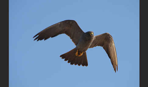 Schieferfalke (Falco concolor)