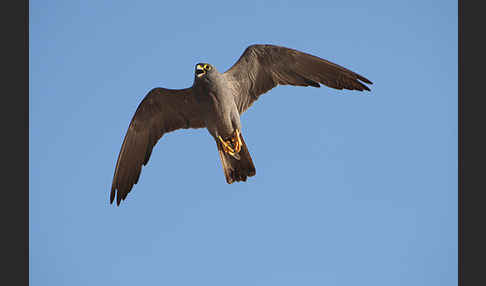 Schieferfalke (Falco concolor)