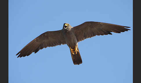 Schieferfalke (Falco concolor)