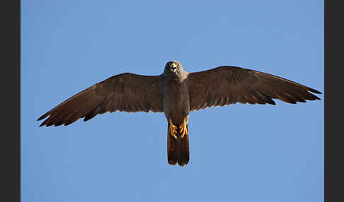 Schieferfalke (Falco concolor)