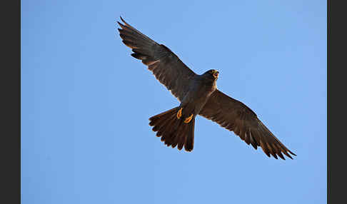 Schieferfalke (Falco concolor)