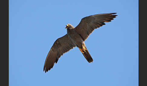 Schieferfalke (Falco concolor)