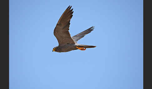 Schieferfalke (Falco concolor)