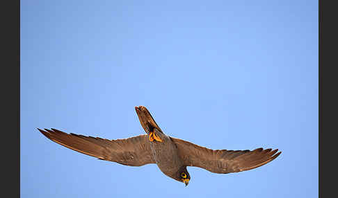 Schieferfalke (Falco concolor)