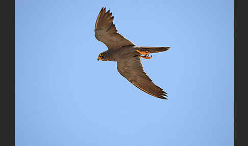 Schieferfalke (Falco concolor)