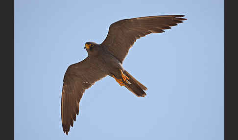 Schieferfalke (Falco concolor)