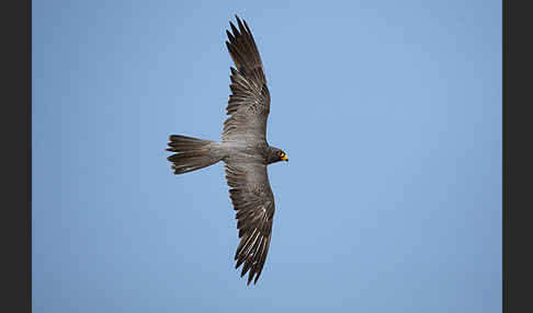 Schieferfalke (Falco concolor)