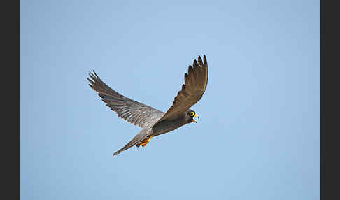 Schieferfalke (Falco concolor)