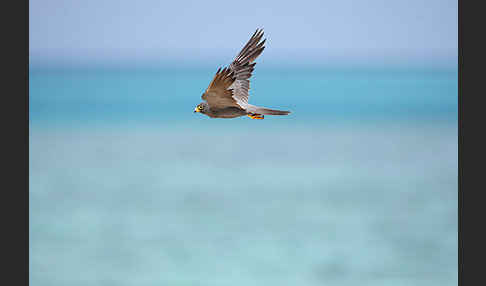 Schieferfalke (Falco concolor)