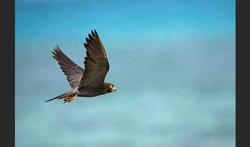 Schieferfalke (Falco concolor)