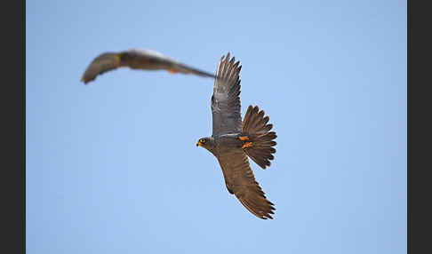 Schieferfalke (Falco concolor)