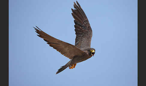 Schieferfalke (Falco concolor)