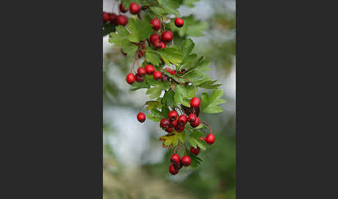 Weißdorn (Crataegus spec.)