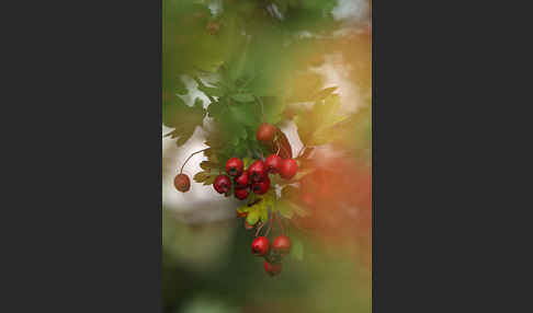 Weißdorn (Crataegus spec.)