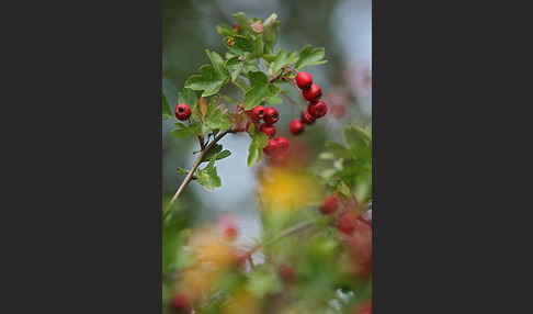 Weißdorn (Crataegus spec.)