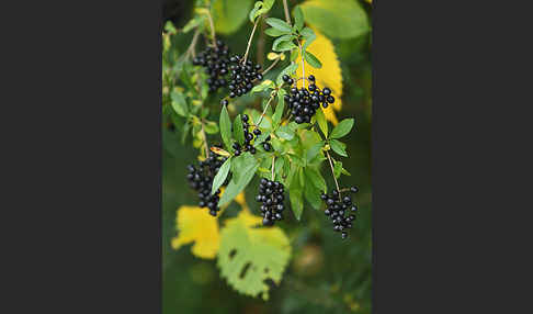 Gemeiner Liguster (Ligustrum vulgare)