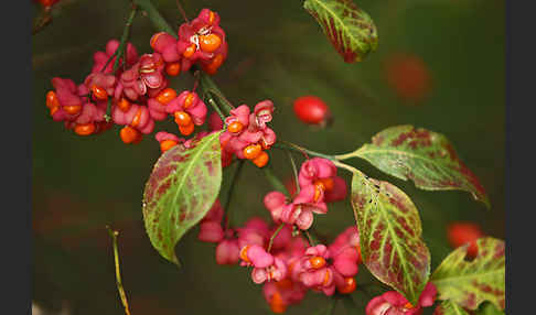 Europäisches Pfaffenhütchen (Euonymus europaea)