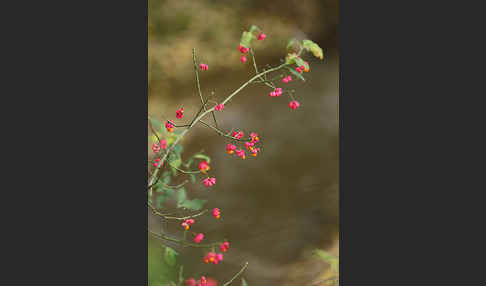 Europäisches Pfaffenhütchen (Euonymus europaea)