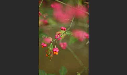 Europäisches Pfaffenhütchen (Euonymus europaea)