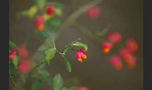 Europäisches Pfaffenhütchen (Euonymus europaea)