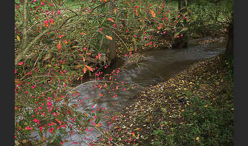 Europäisches Pfaffenhütchen (Euonymus europaea)