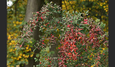 Europäisches Pfaffenhütchen (Euonymus europaea)