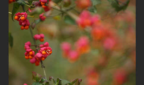 Europäisches Pfaffenhütchen (Euonymus europaea)