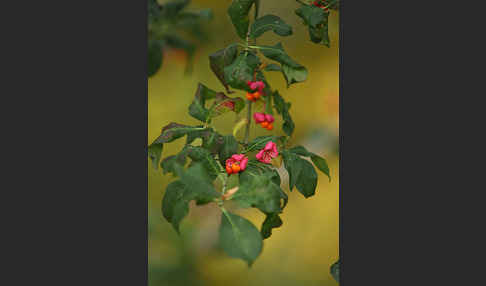 Europäisches Pfaffenhütchen (Euonymus europaea)